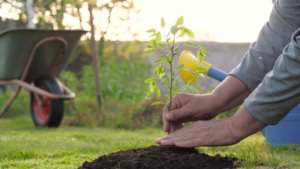 Hands covered in soil planting seeds, representing tactile adult hobbies.